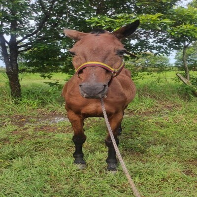 Olmedo_Frontal