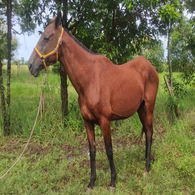 Tibasosa