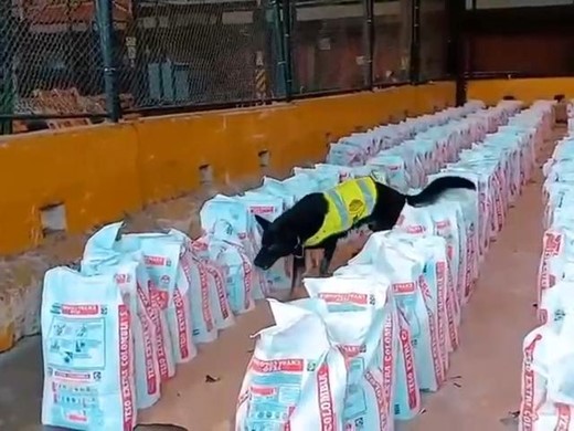 Canino policía nacional detecta clorhidrato cocaína