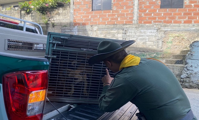 Los animales fueron encontrados en estado de caquexia, deshidratación y sin alimento. 