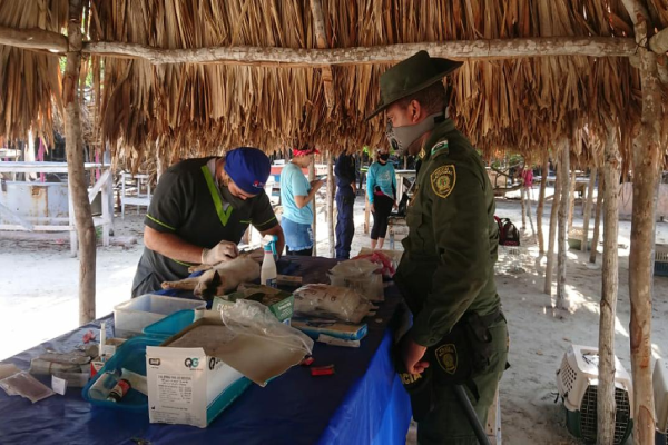 Fueron atendidos por veterinarios