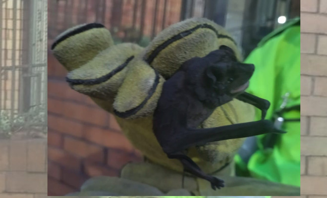 especie de fauna silvestre rescatada fue identificada como un murciélago