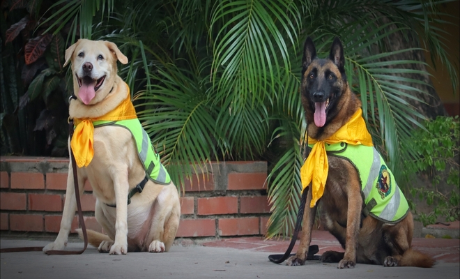 Dos perros con chalecos verdes y pañoletas amarillas están sentados frente a unas plantas, mirando hacia la cámara.
