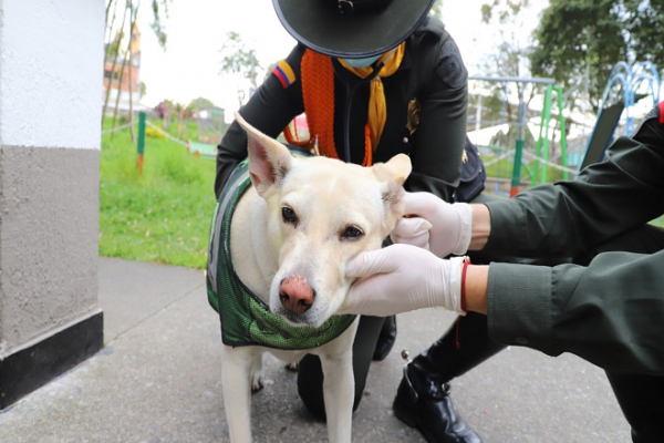 22 caninos hacen parte de la familia Policial en Manizales