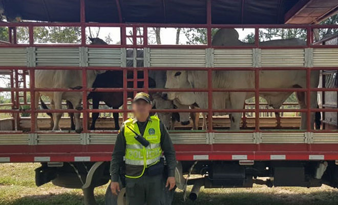 Plan-de-Choque-Construyendo-Seguridad-continúa-combatiendo-el-abigeato-en-Meta