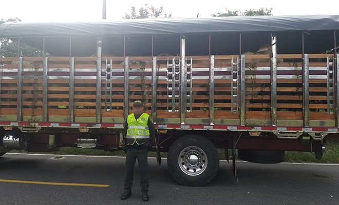 Plan-de-Choque-Construyendo-Seguridad-continúa-combatiendo-el-abigeato-en-Meta