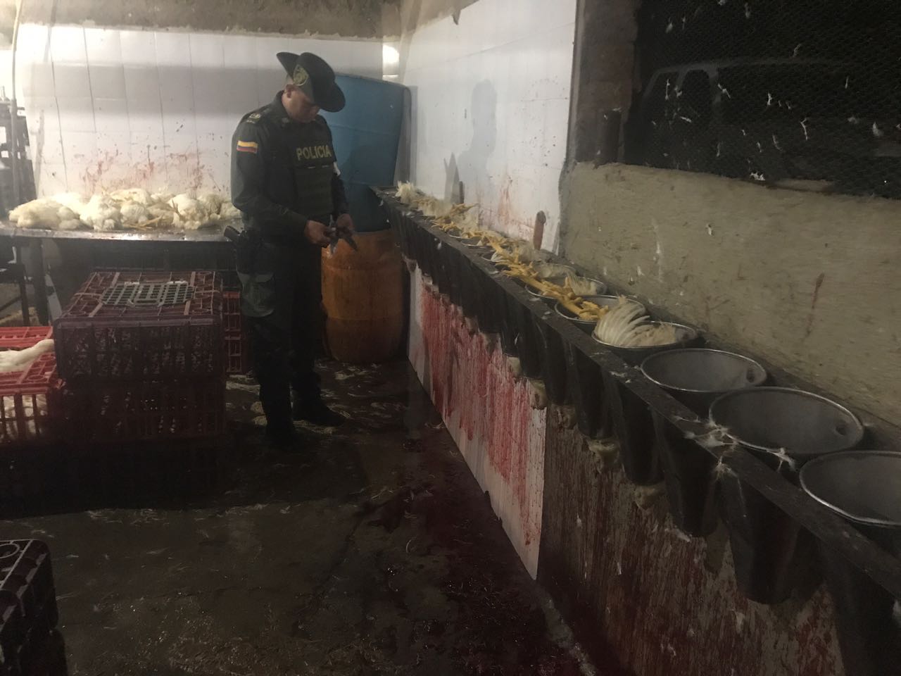 desmantelado_matadero_clandestino
