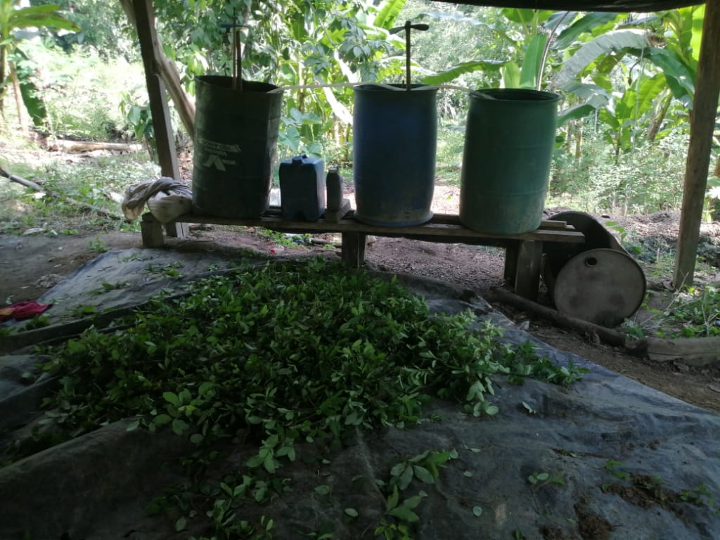 Se erradicaron más de 3000 plantas de coca.