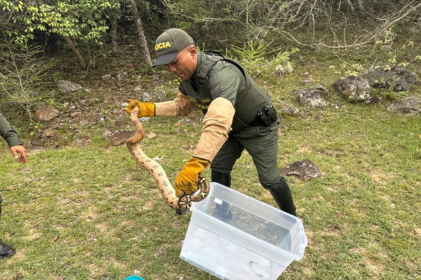 Policía Ambiental libera una serpiente en su hábitat natural