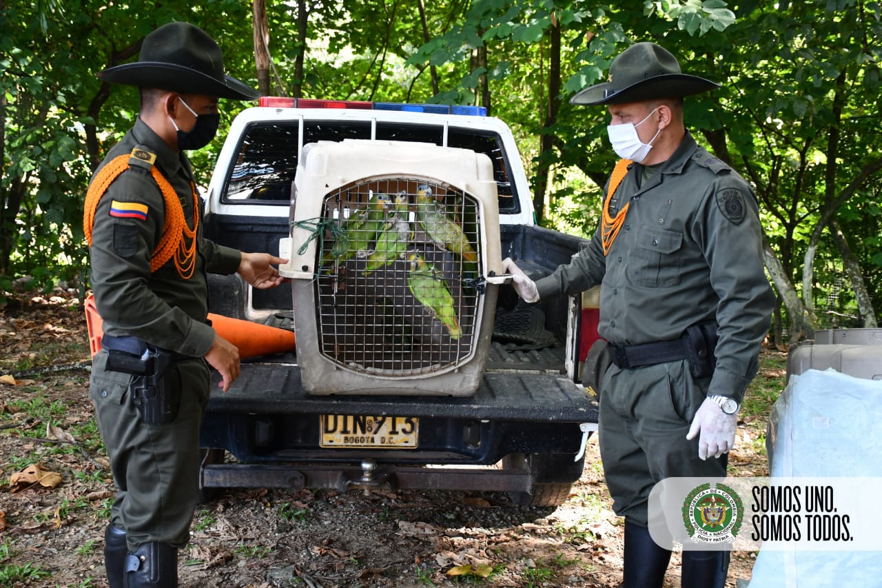 En el Meta protegemos la fauna silvestre 