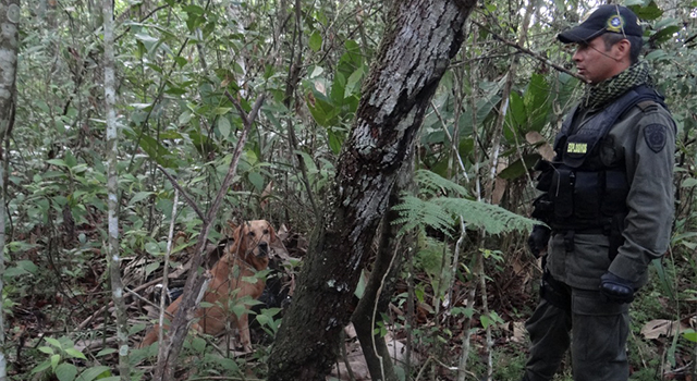 La Policía Nacional-frustra plan criminal-de grupos disidentes de las Farc-Meta