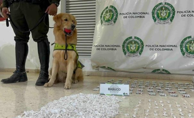 Canino custodiando droga incauada