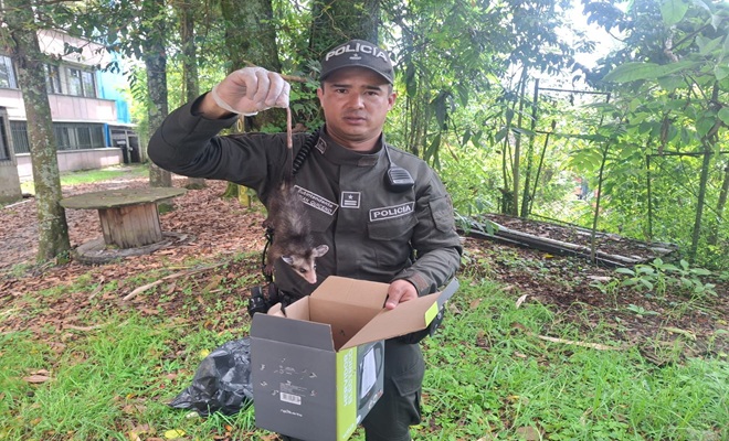 Un polic&iacute;a mostrando la recuperaci&oacute;n de zarig&uuml;eya 