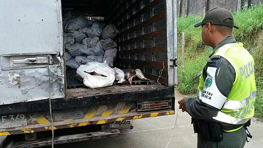 El alimento era transportado en un vehículo 