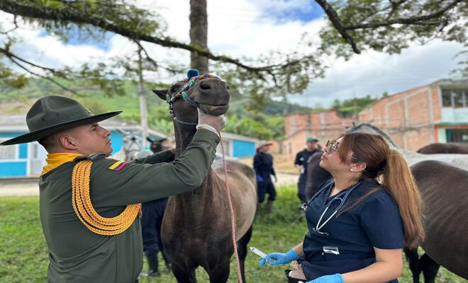Jornada de bienestar animal benefició a campesinos en zona rural de Consacá