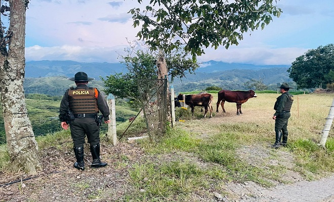 El ganado pretendía ser extraído en un camión