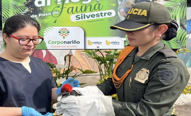 Policía de carabineros y ciudadana de CORPONARIÑO con un Pajaro Carpintero Rescatado