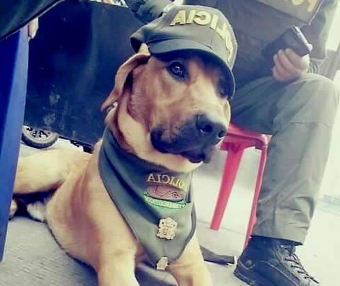 perro-policia-colombia