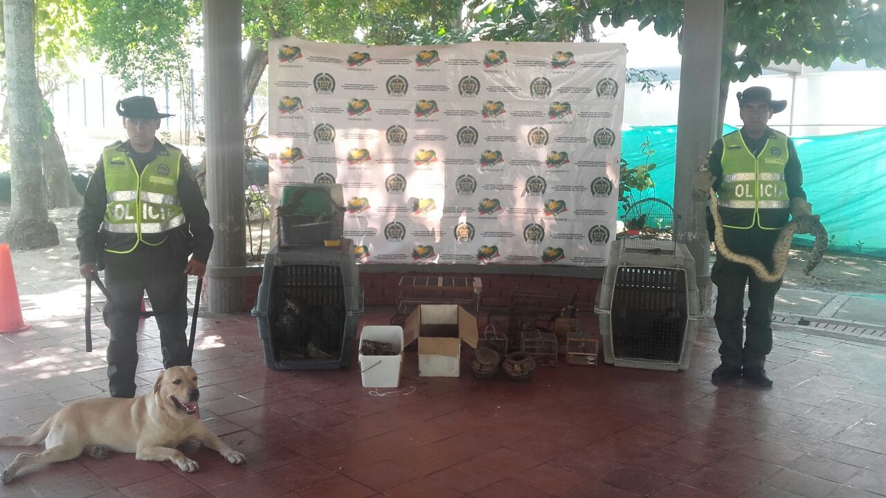 Policía ambiental y ecológica incauta 73 ejemplares de fauna silvestre con el fin de protegerla