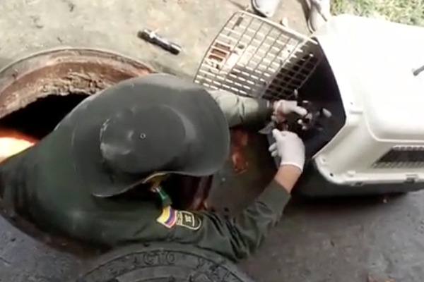 policia-rescata-doce-cachorros