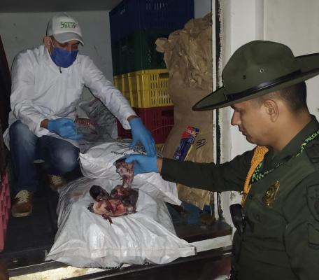 Transportados en un vehículo sin las condiciones fitosanitarias 