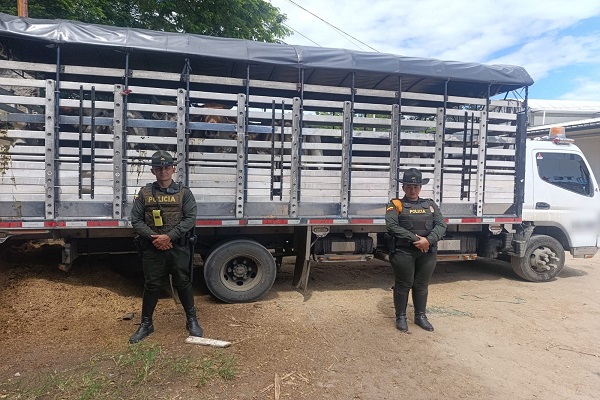 Dos policías de Carabineros con 16 semovientes bovinos incautados