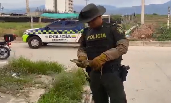 Policía Nacional realizó la aprehensión preventiva de una babilla