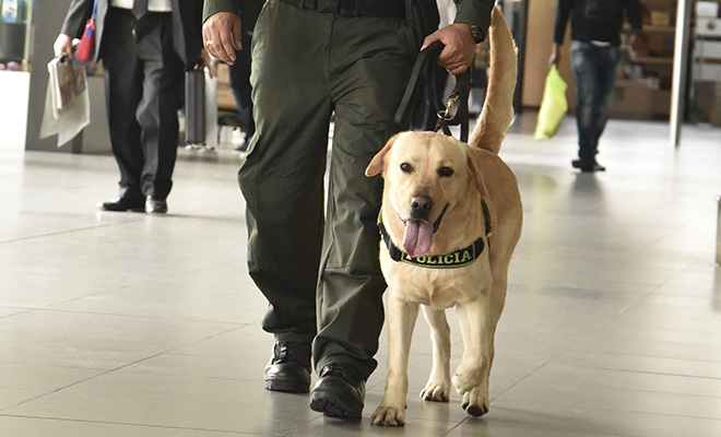 Despedimos a Poly, un héroe de cuatro patas1
