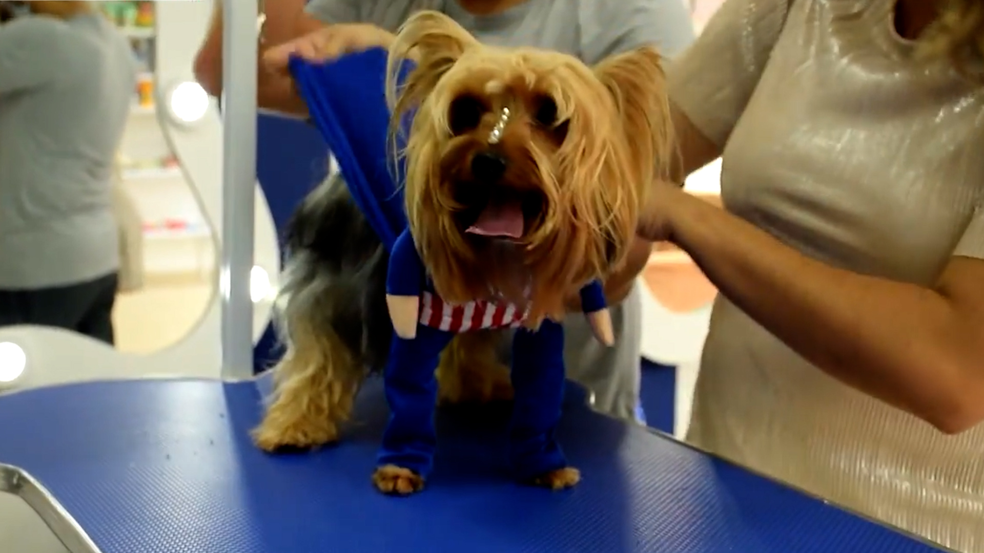 Recomendaciones  para nuestras mascotas en Halloween 4