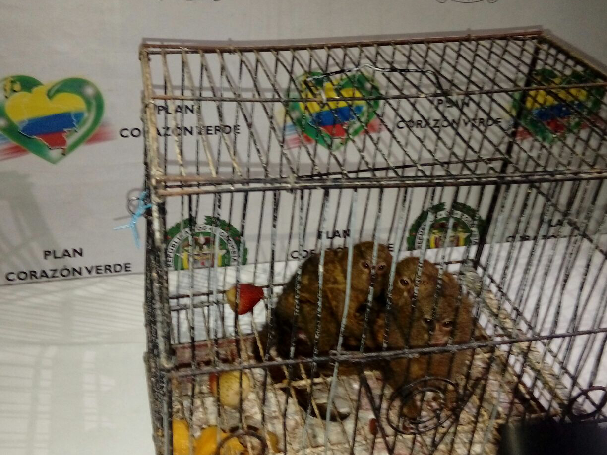 Tres monos titis en una jaula luego de ser recuperados