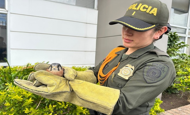 Una funcionaria de la Policía de Carabineros cargando en sus manos un Cernícalo rescatado