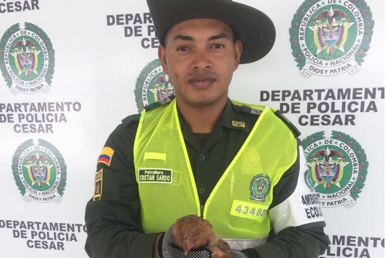 Tres-especies-silvestres-fueron-rescatadas-2