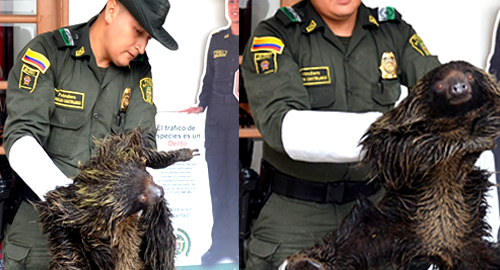POLICIA NACIONAL-oso-trigrillo-