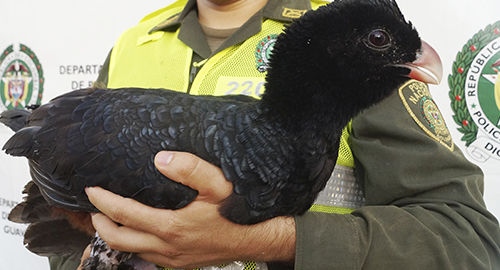 140515-incautacion-ave-silvestre-guaviare