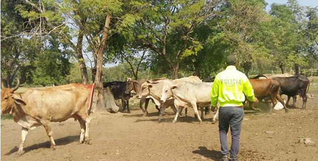 ganado recuperado