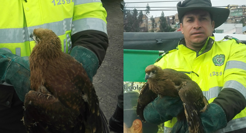 POLICIA NACIONAl ambiental rescata especies
