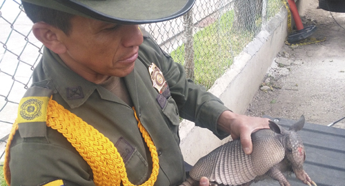 240615-incautacion-animales-armadillo-narino