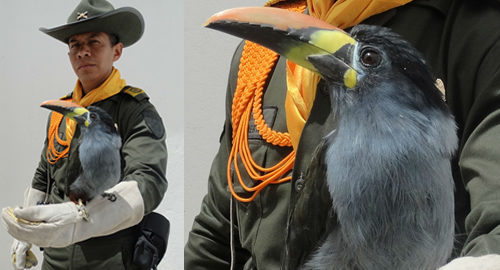 POLICIA NACIONAL RESCATE DE AVE EN NAIÑO