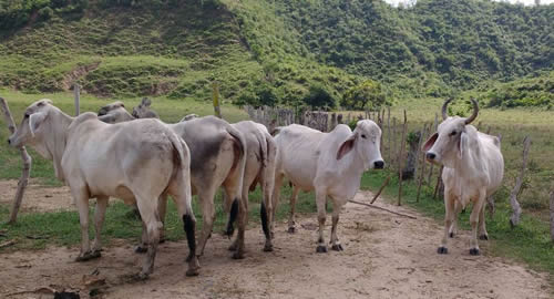 reses-recuperadas-sucre